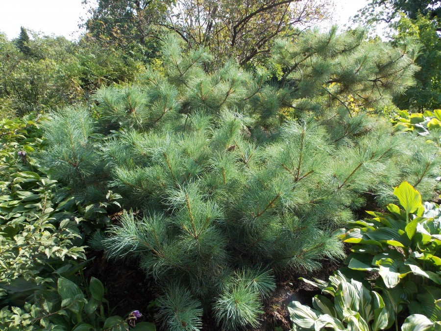 Рис. 2. Pinus pumila в Ботаническом саду Петра Великого (уч. 71)