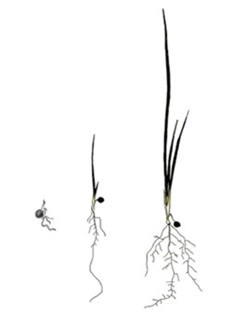 HORTUS BOTANICUS