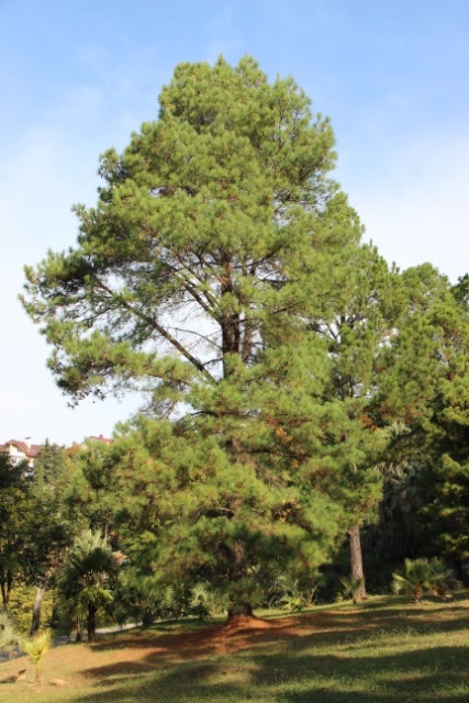 HORTUS BOTANICUS