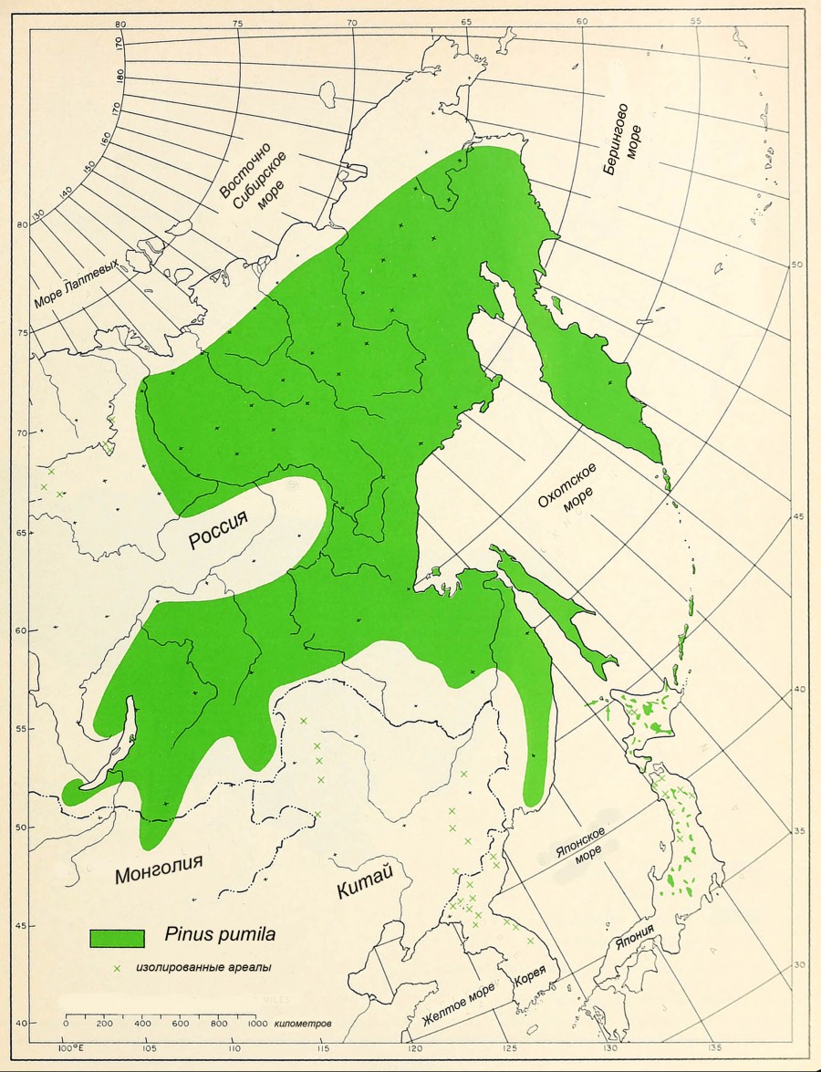 Рис. 1. Карта естественного ареала Pinus pumila (Pall.) Regel (по: Critchfield & Little, 1966)