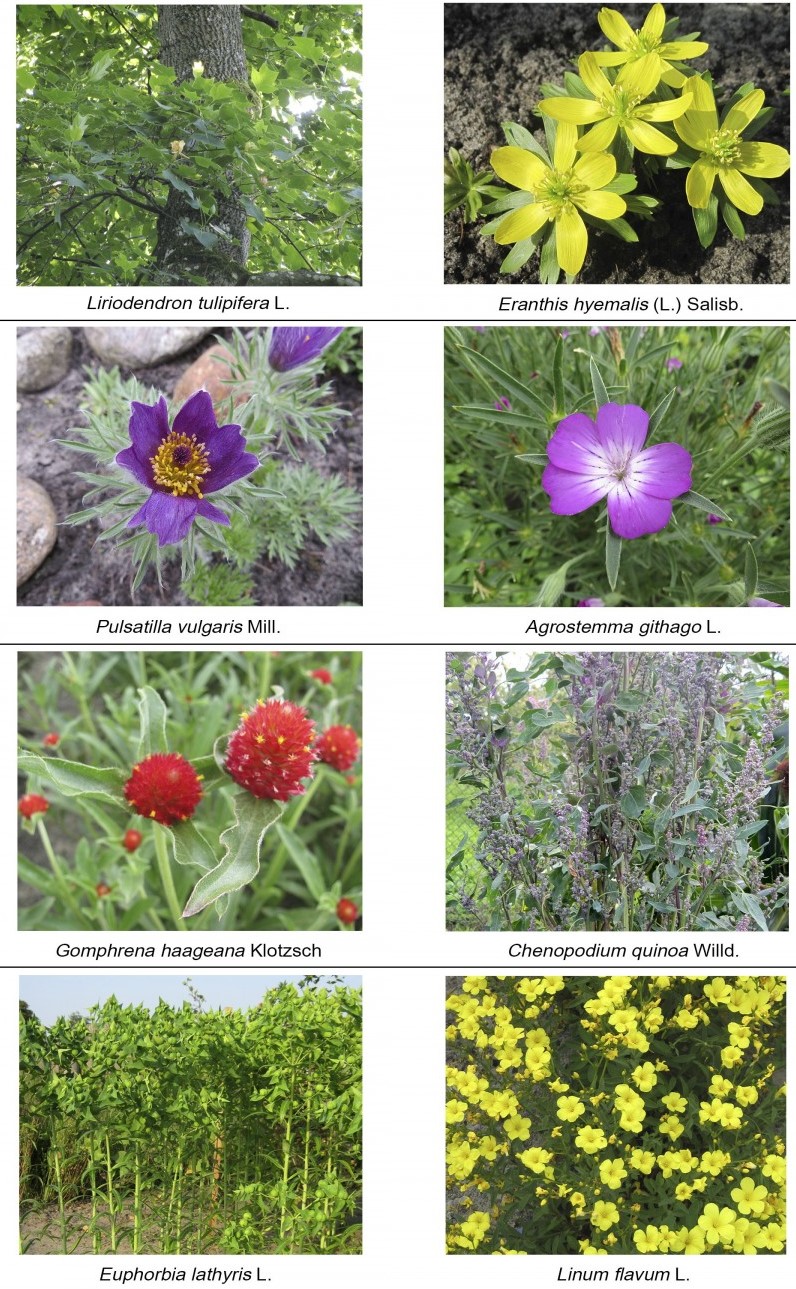 An Annotated Inventory Of Arboreal Flora In Jammu And Kashmir