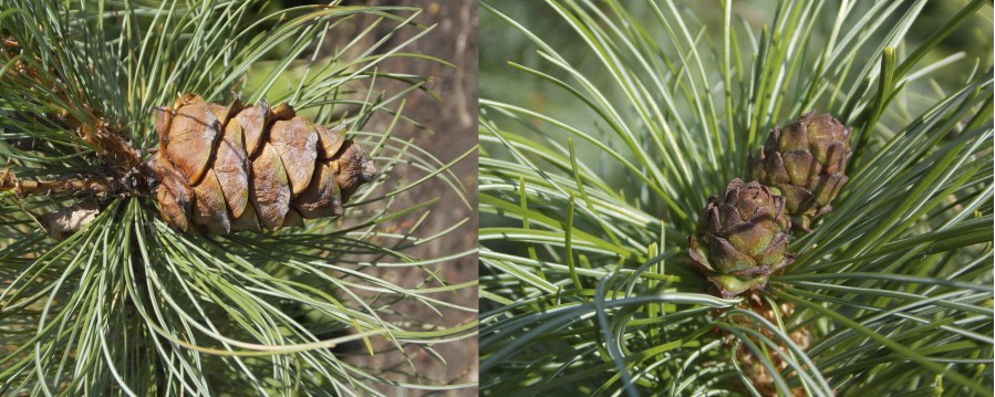 Рис. 3. Семеношение Pinus pumila в Ботаническом саду Петра Великого (уч. 71 и 78), шишки перед созреванием
