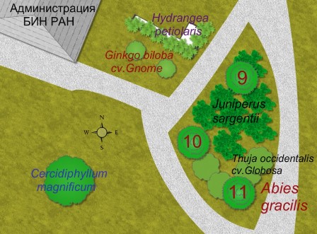 Карта ботанического сада петра великого