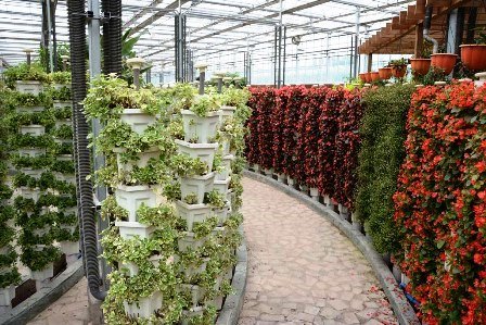 HORTUS BOTANICUS