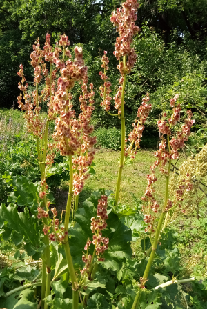 HORTUS BOTANICUS
