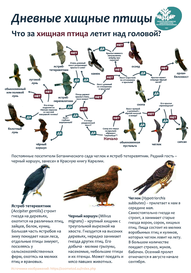 Хищные Птицы Картинки С Названиями